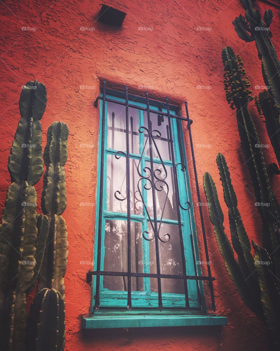 Splash of color with a dash of cactus