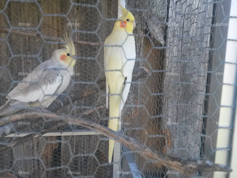 Bird, No Person, Animal, Cage, Nature