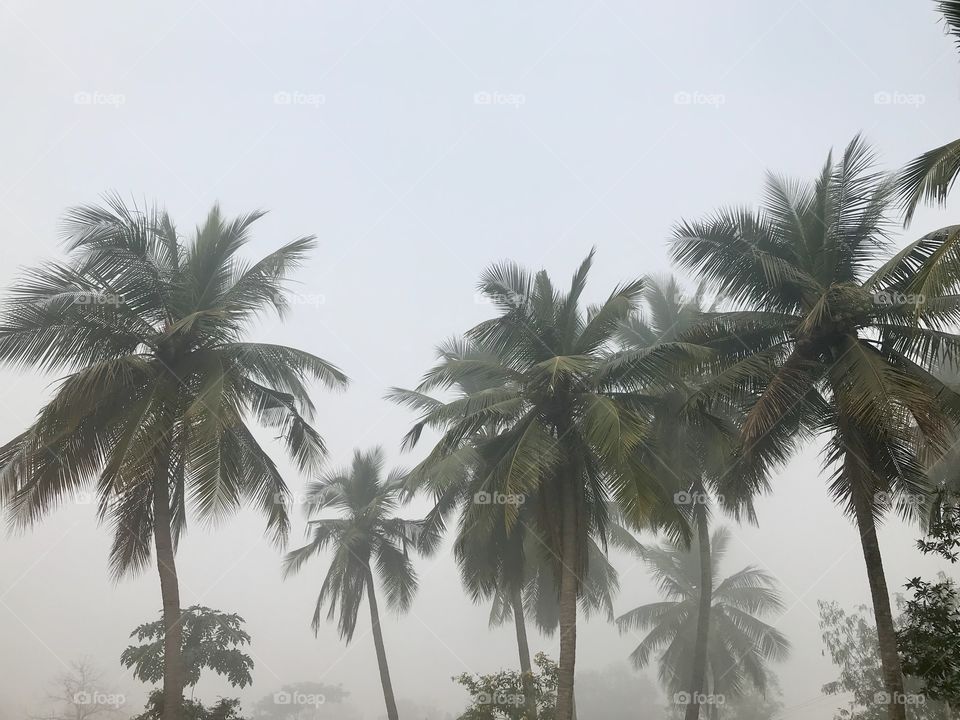Coconut Trees with fog