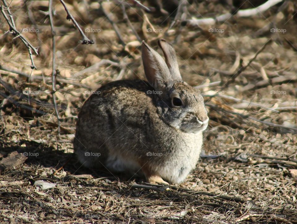 Rabbit in Arizona Forest