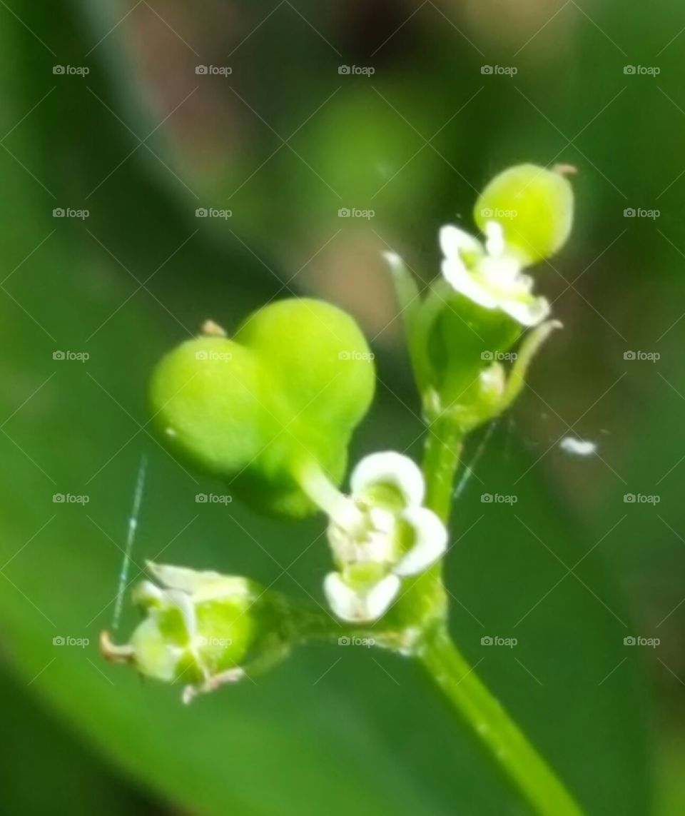 Leaf, Nature, Flora, No Person, Little