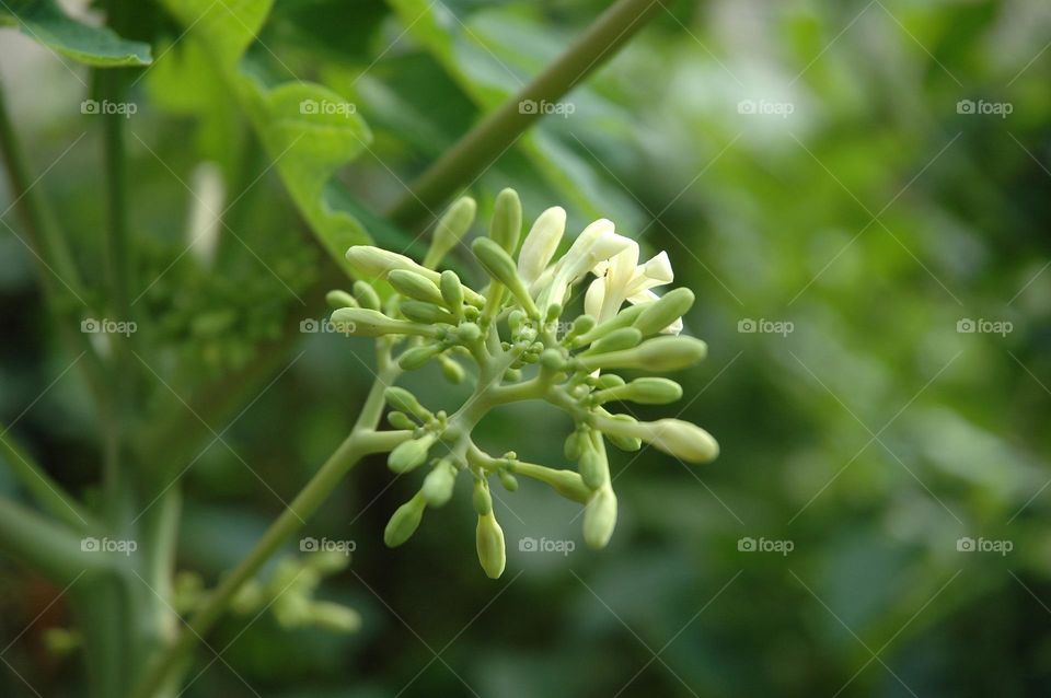 Papaya's flower