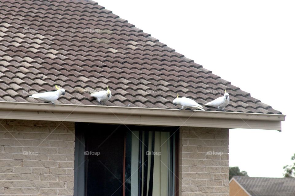 Birds on rooftop