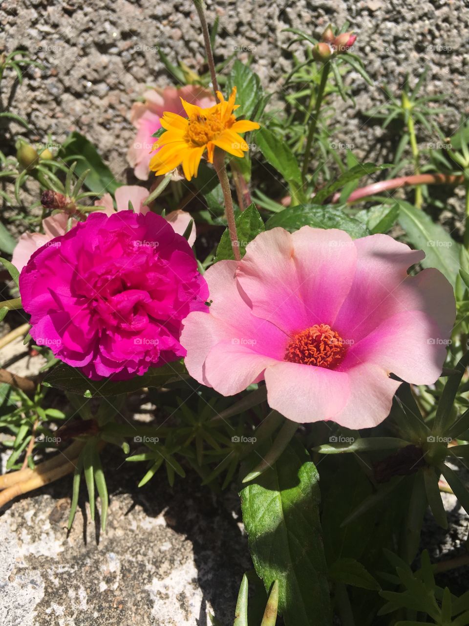 🌼#Flores do nosso #jardim, para alegrar e embelezar nosso dia!
#Jardinagem é nosso #hobby.
🌹
#flor #flowers #flower #pétalas #garden #natureza #nature #flora