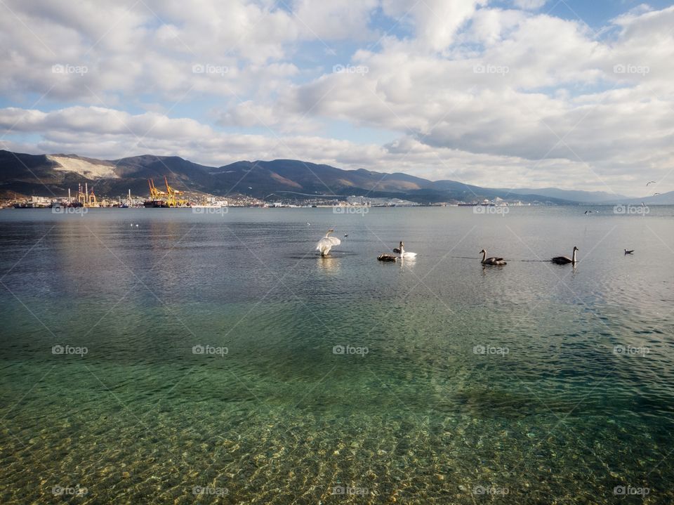 Swans on the sea. Clear water. Industrial port in the background. Mountain range.