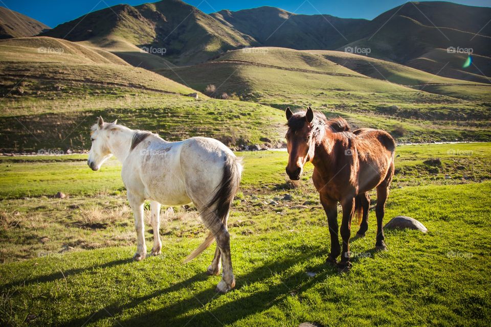 High angle view of horses in farm