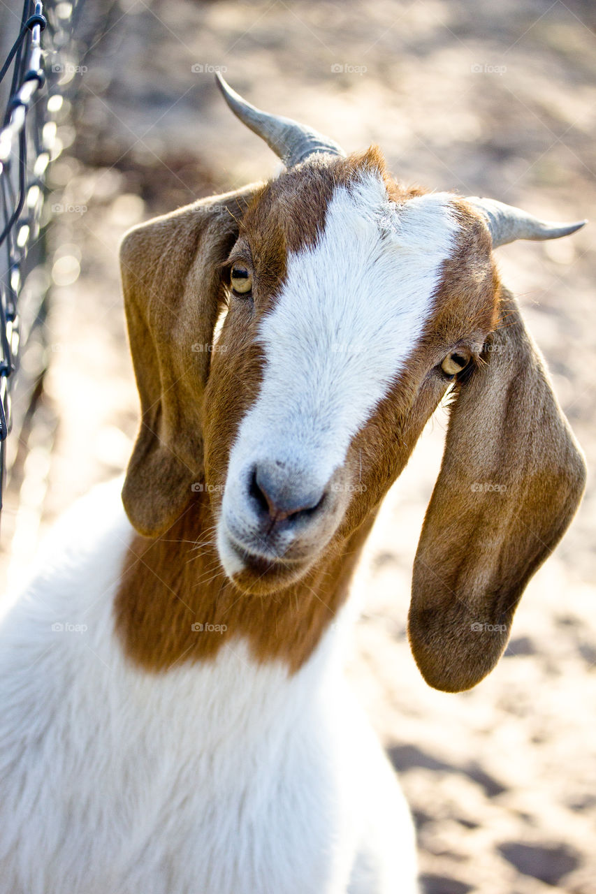 female boer goat