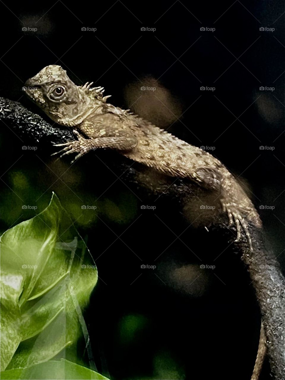 This little lizard looks like he was looking right at me and posing, but it was too busy looking around for food, taken with iPhone 12