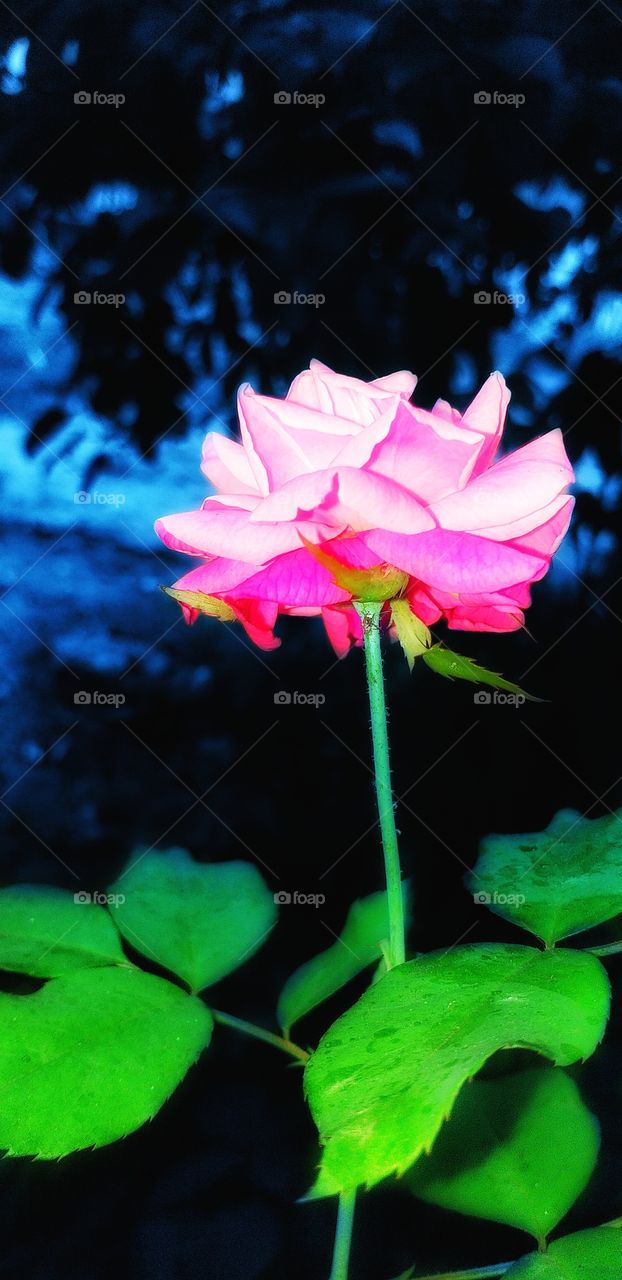 beautiful amazing rose flower in garden view