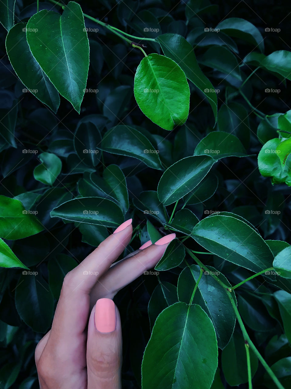 Female hand tenderly touching the wet deep green leaves on the tree after the rain 