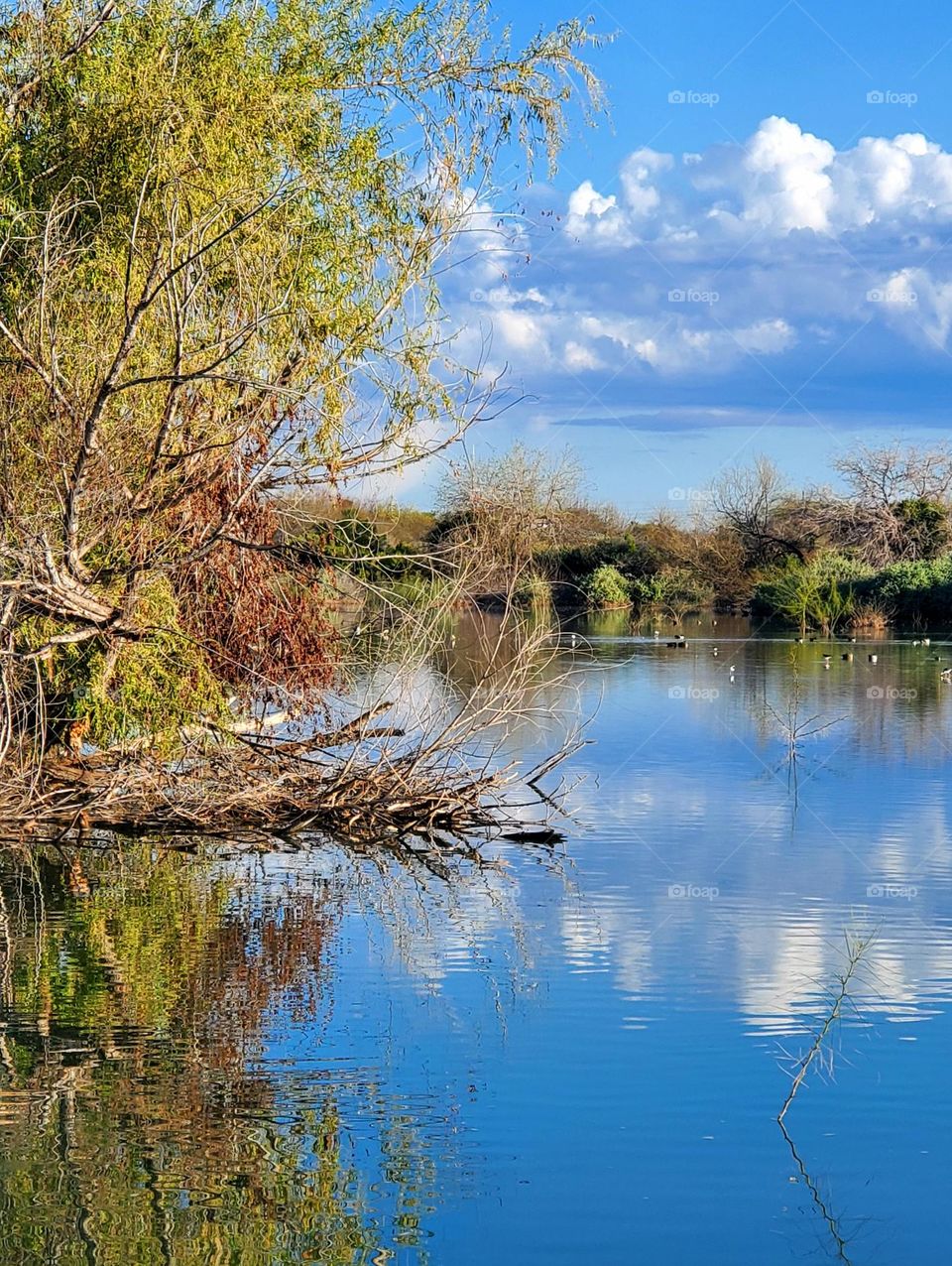 Riparian Preserve in Gilbert Arizona