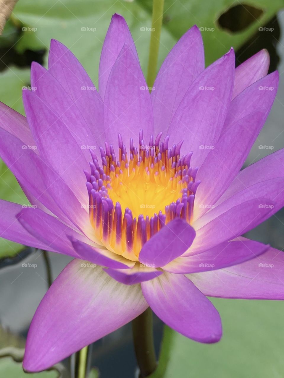 Lotus Flower