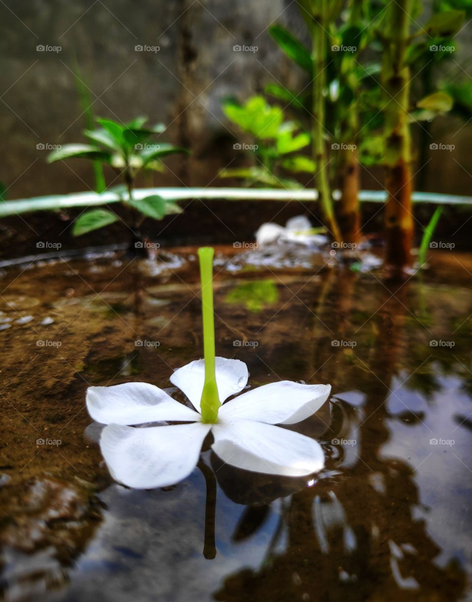 white flowers in the water