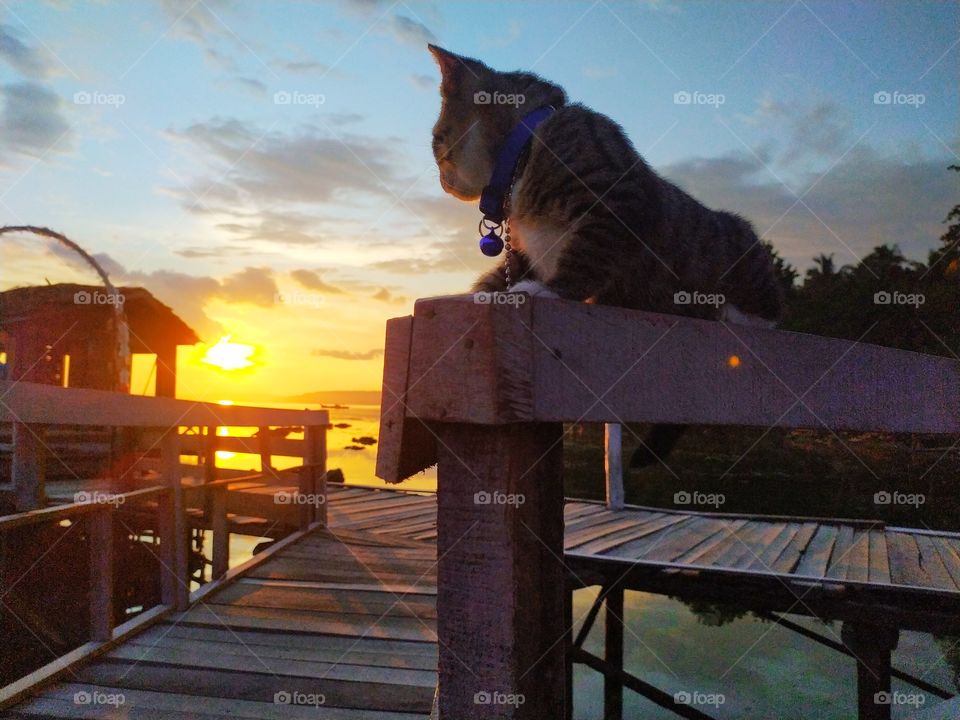 A cat enjoying Sunset..