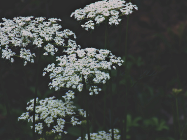 🌼