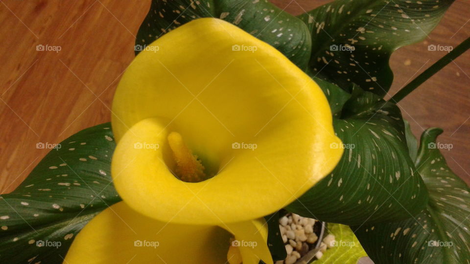Golden Chalice. Yellow Calla Lilly