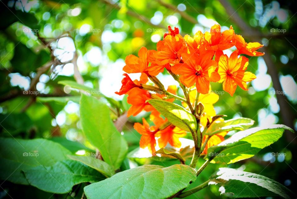 Beautiful blossom flower