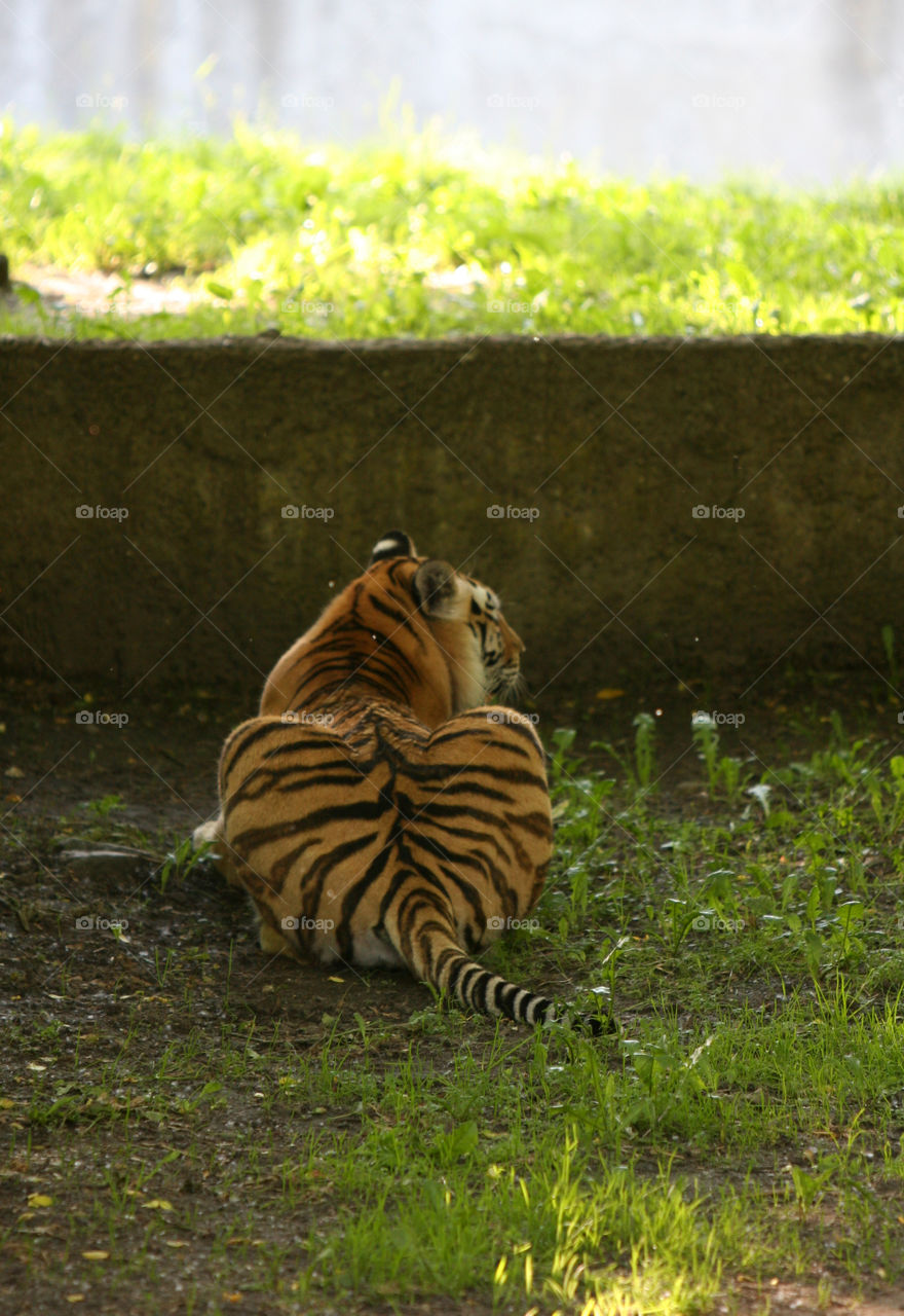 No Person, Wildlife, Mammal, Cat, Stripe