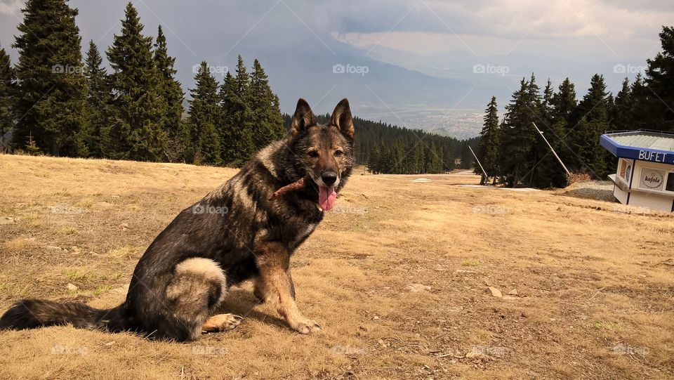 German Shepherd dog on the walk in nature. Slovakia