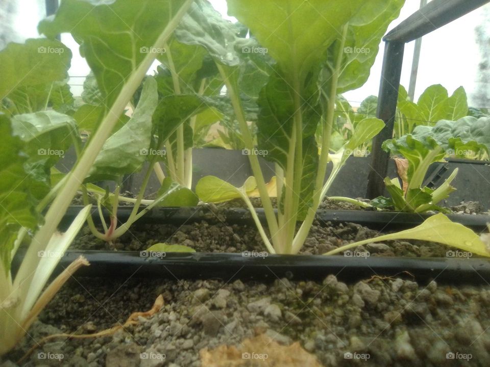 fresh Swiss chard