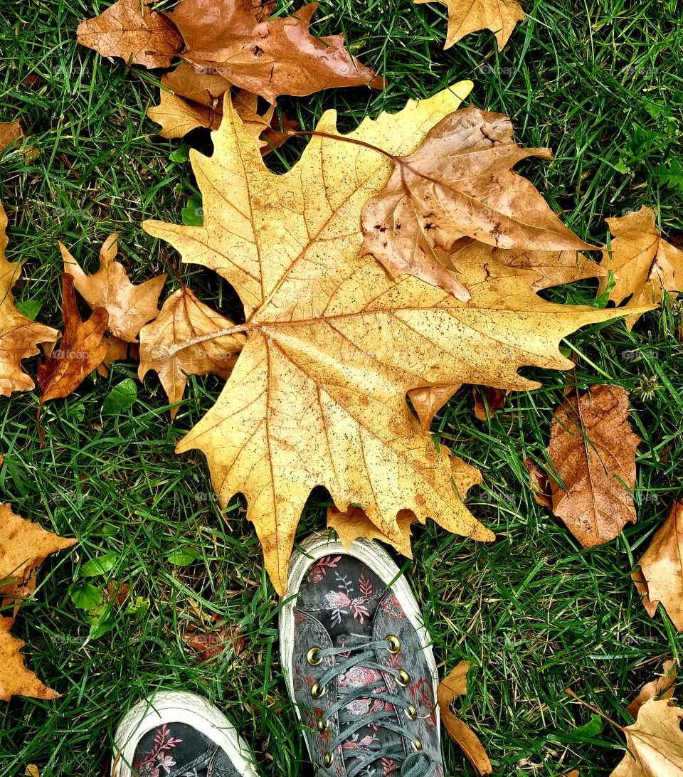 yellow green and rain