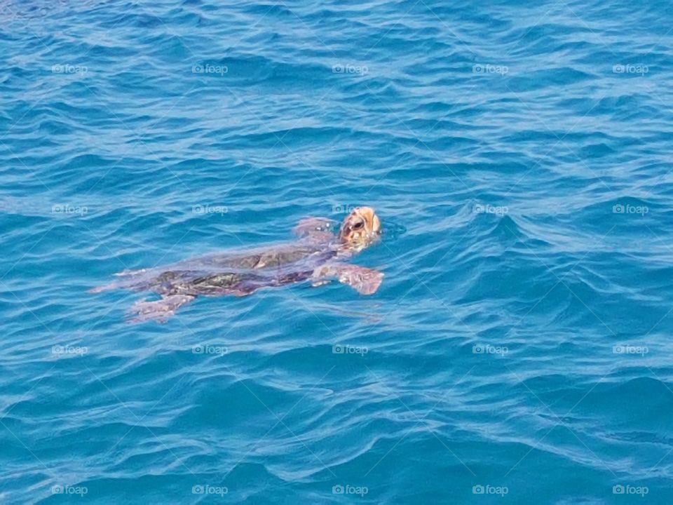 Swimming Turtle