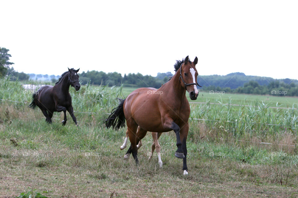 Horse, Mammal, Mare, Cavalry, Equine