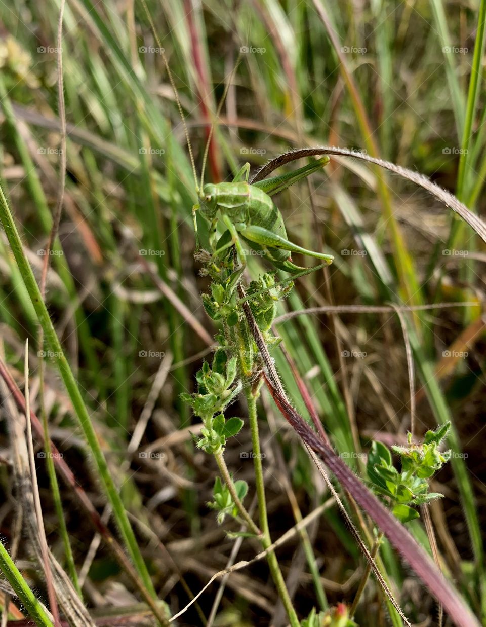 Green grasshopper imperceptibly hid in the grass