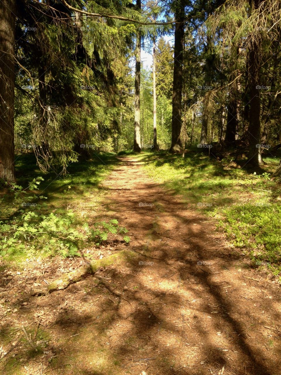 Footpath in the forest