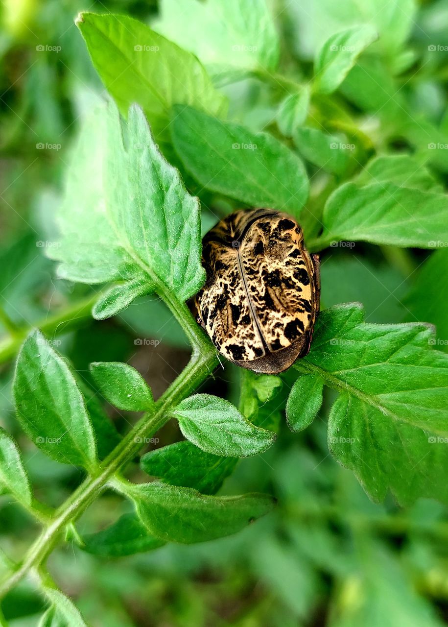 Um inseto estranho, diferente nas cores que lembra a cabeça de uma cobra.