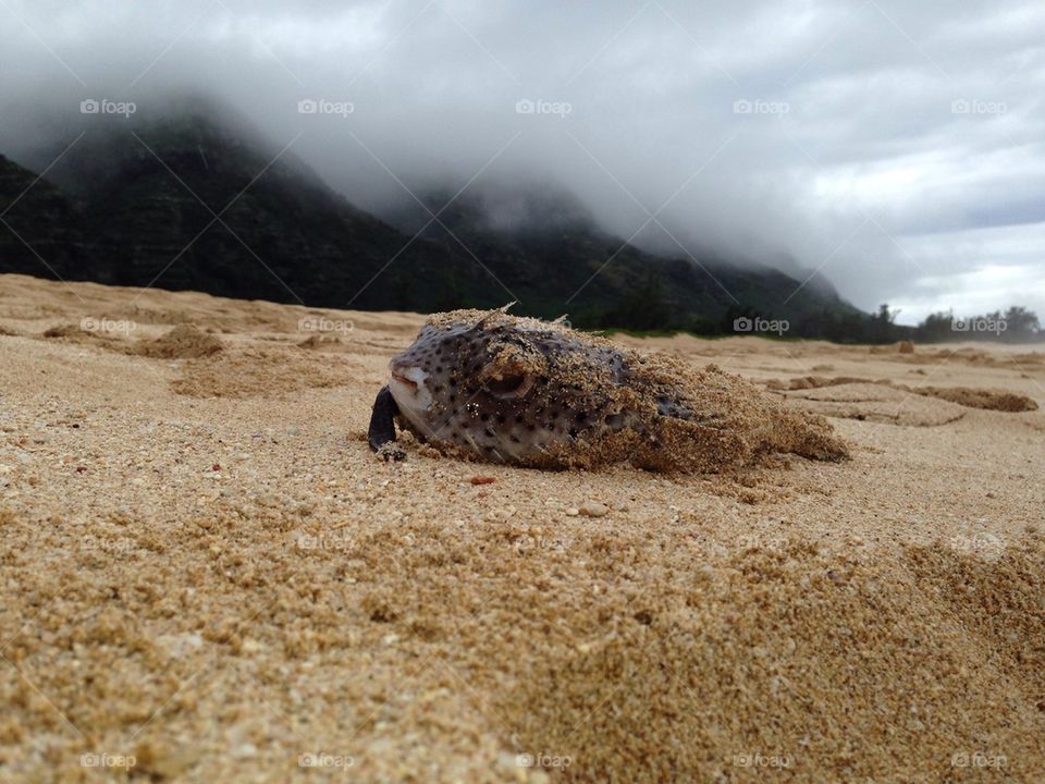 Puffer Fish