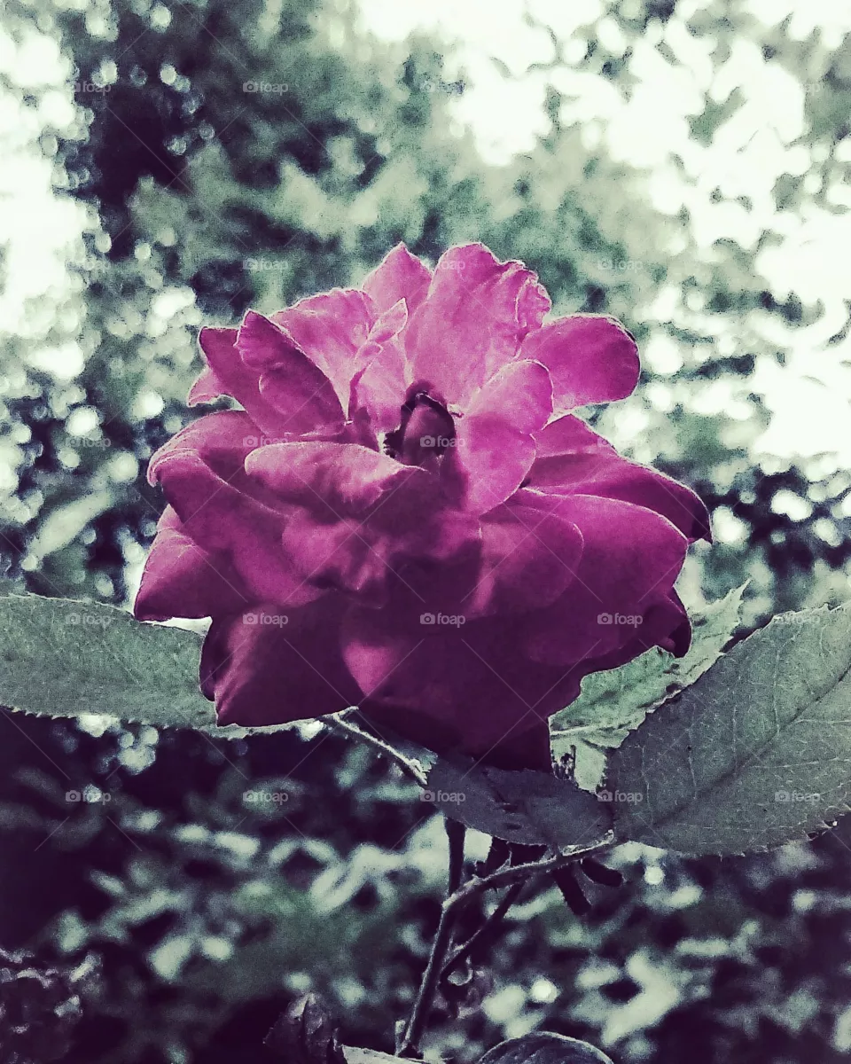 Rose
