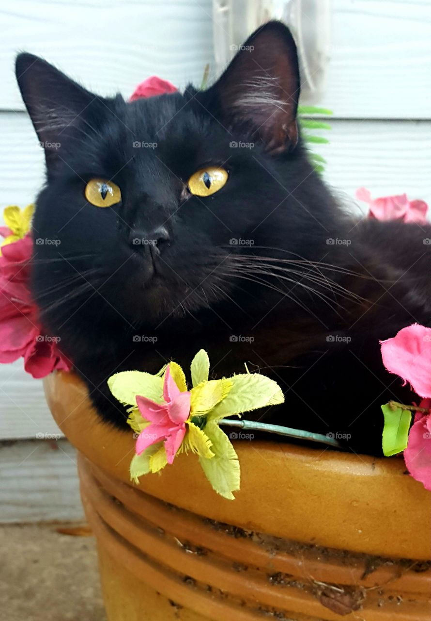 Bob was in the flower pot again today!!  😍❤