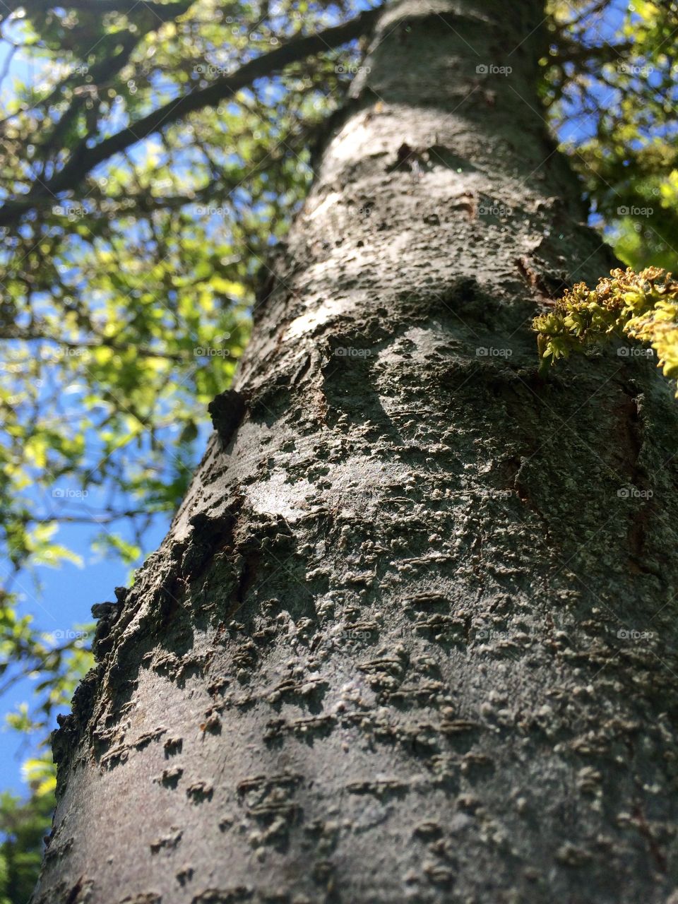 Climb the Sky. Tree at Hat Rock State Park