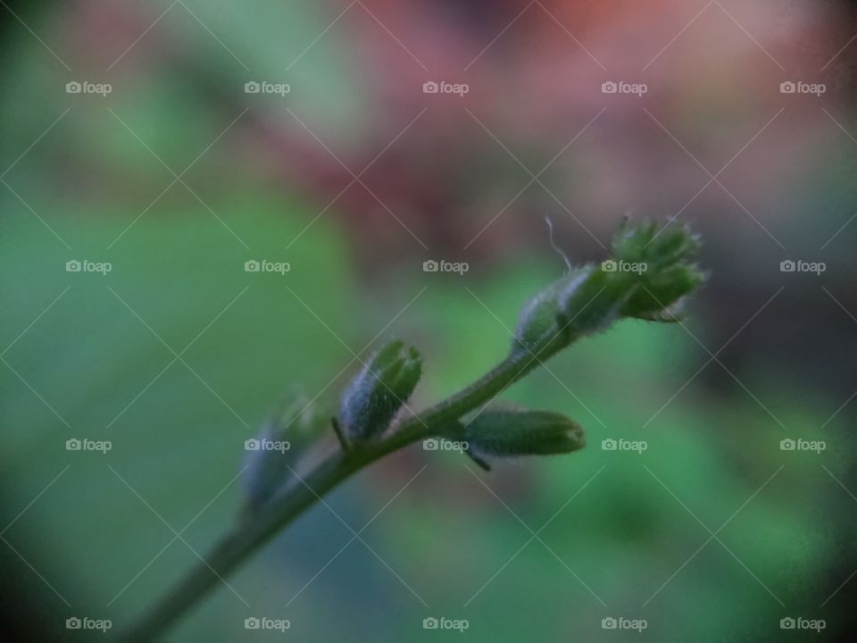 Beautyfull macro shots