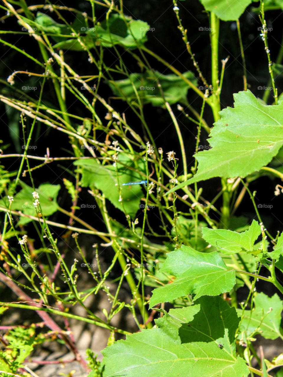blue dragonfly, along the Sacramento River