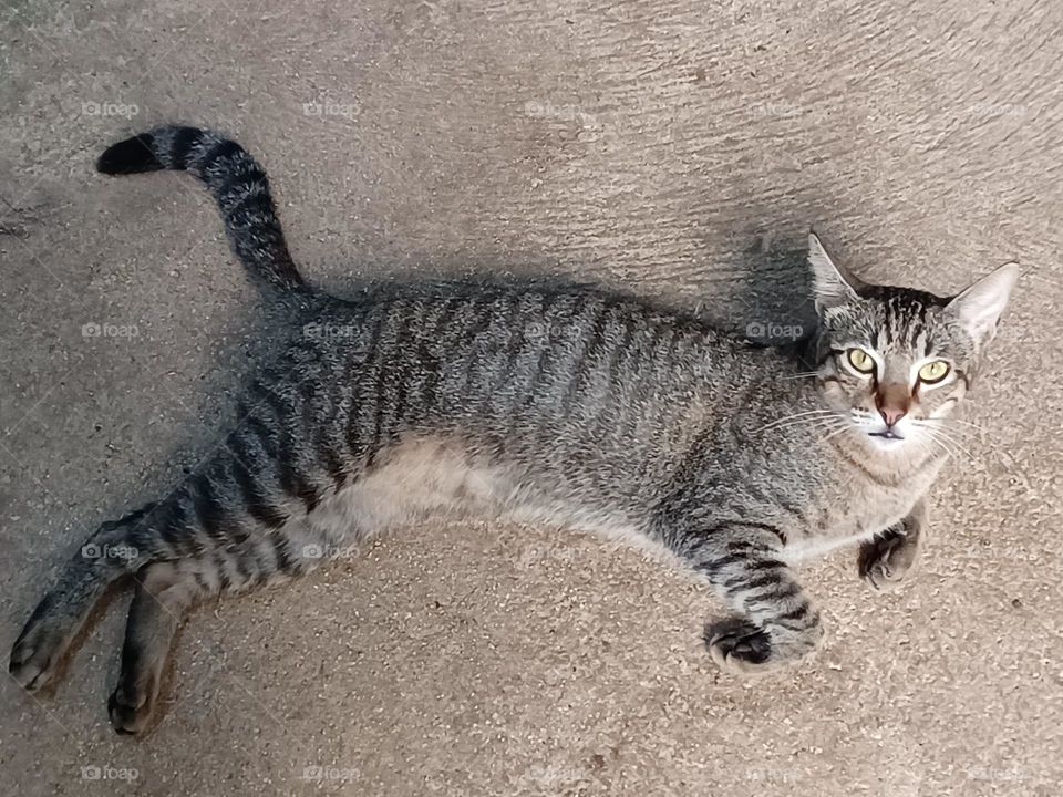 Kitten wants attention