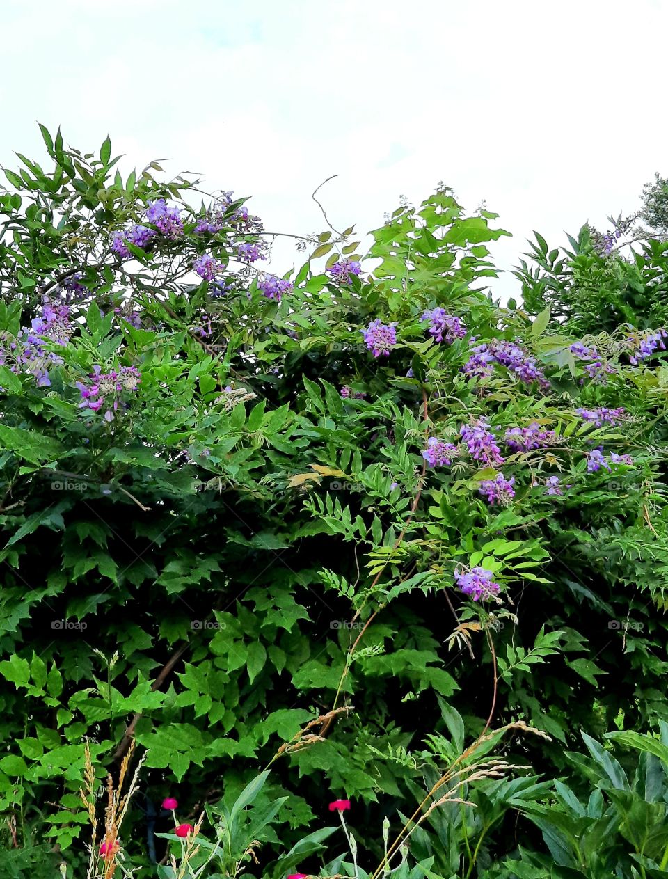 blooming wisteria in July