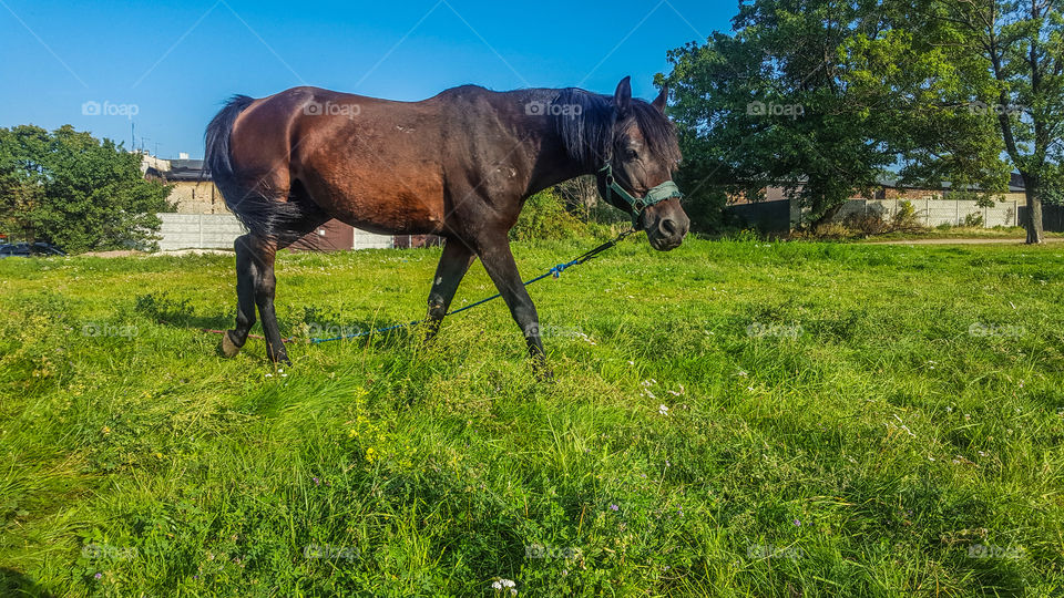 horse in the pasture