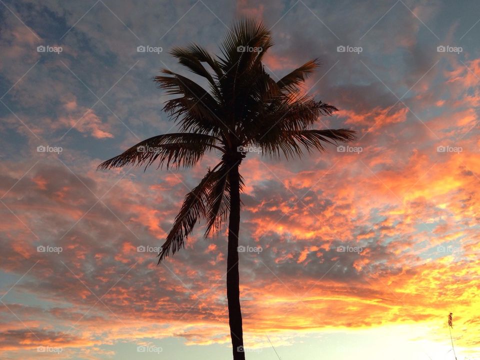 Palm tree during sunset