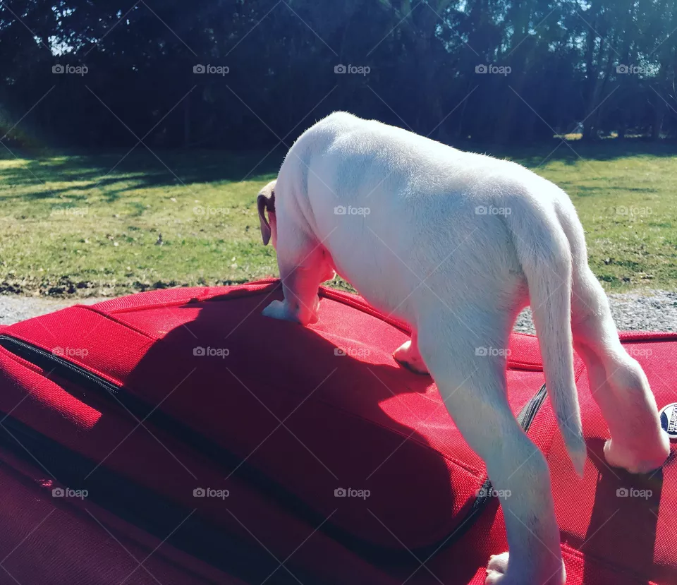 Cute dog