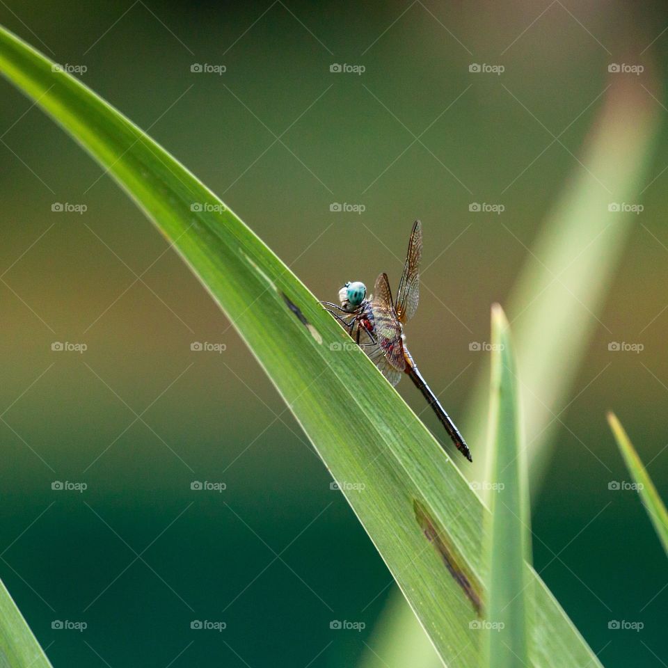 View of a dragonfly on grass