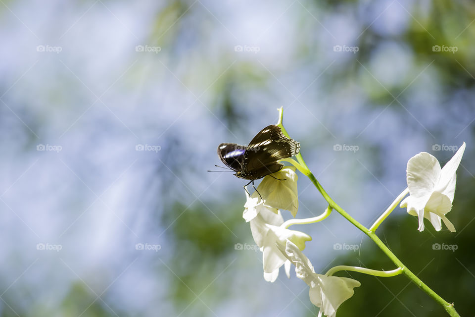 Black butterfly on the white orchid in the garden.