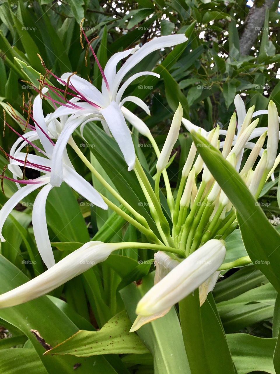 White blooms