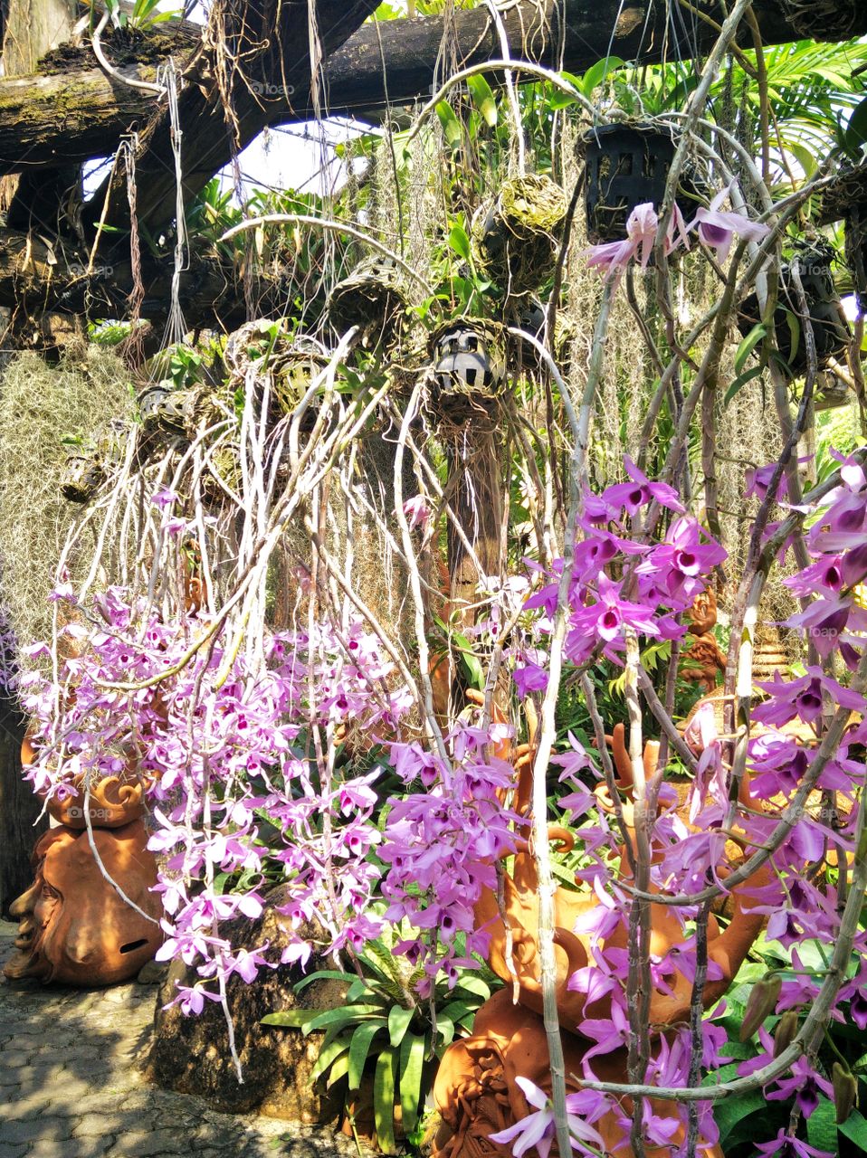 Orchid flowers in the garden