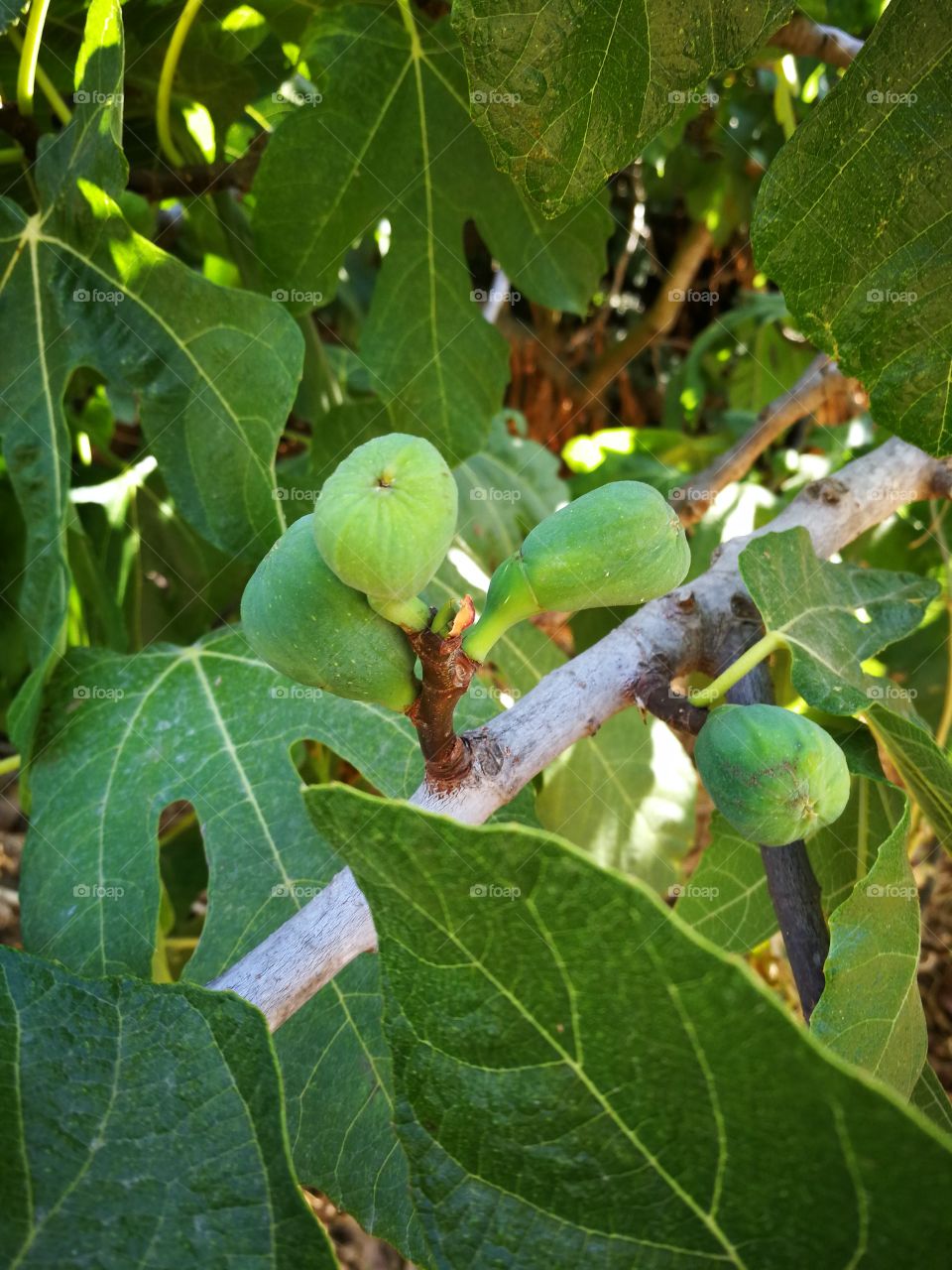 Fig tree