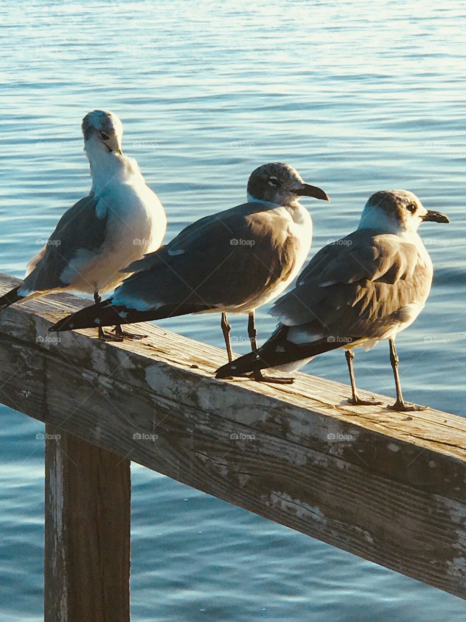 Seagulls by the bay