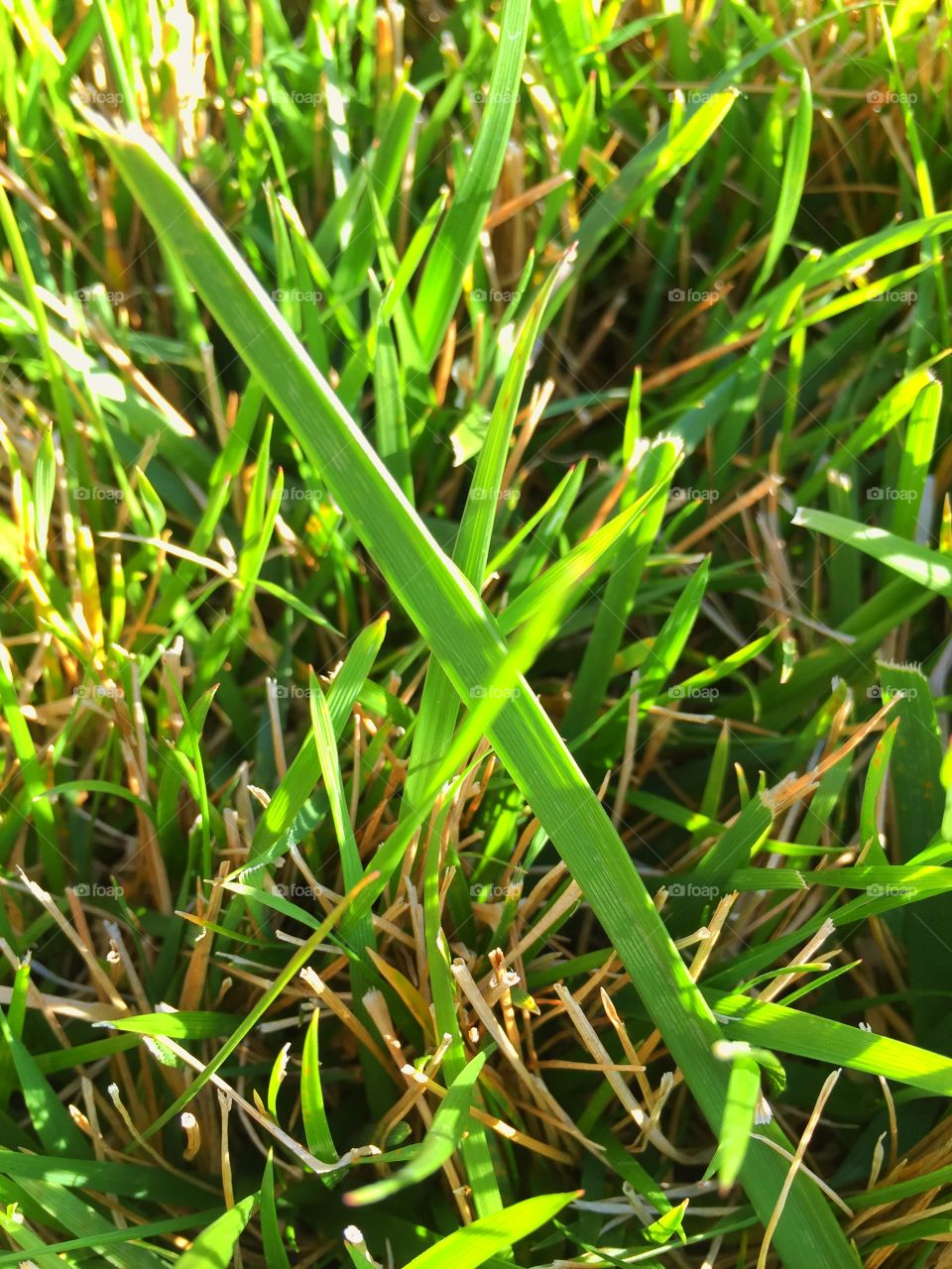 Sea of Grass