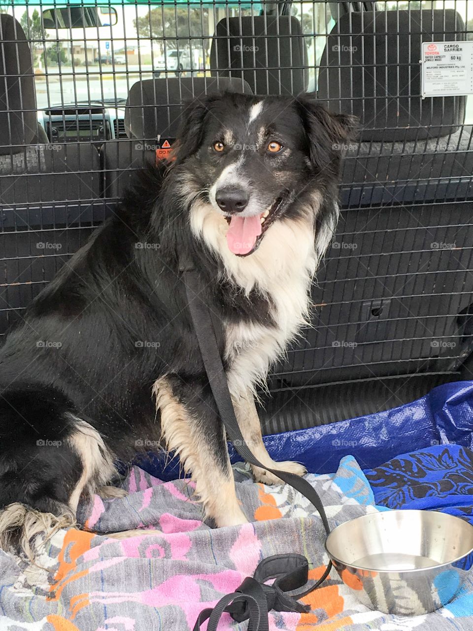 Border collie sheepdog in back of SUV pickup travelling with pets 