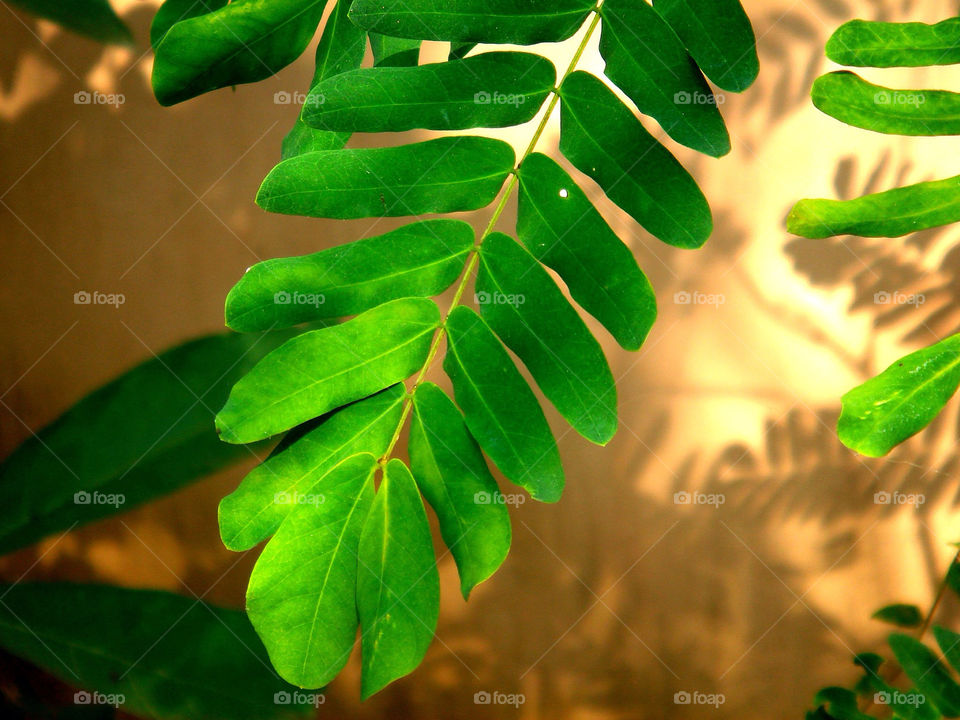 tree leaf tropical bangladesh by uzzidaman